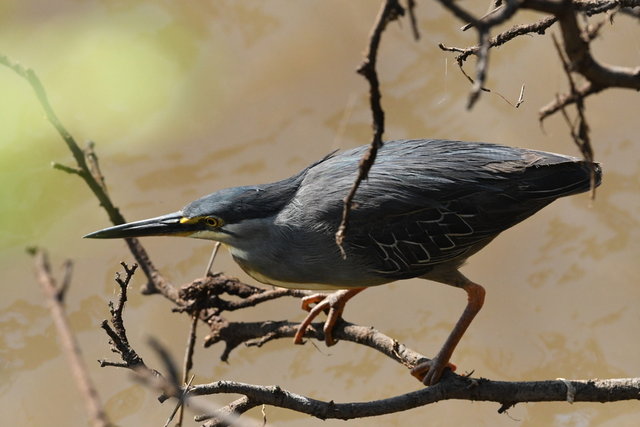 18Greenbacked Heron