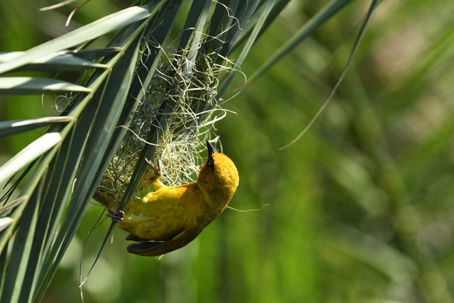 20Spectacled Weaver (2)