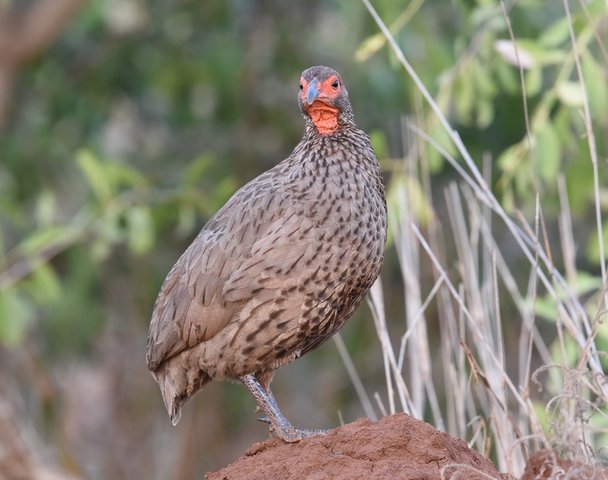 28Swainson's Spurfowl