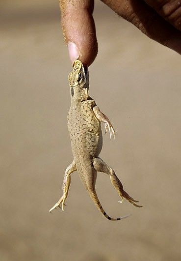 スワコプムンド 砂漠の生物5
