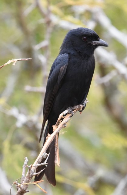 35Fork-Tailed Drongo