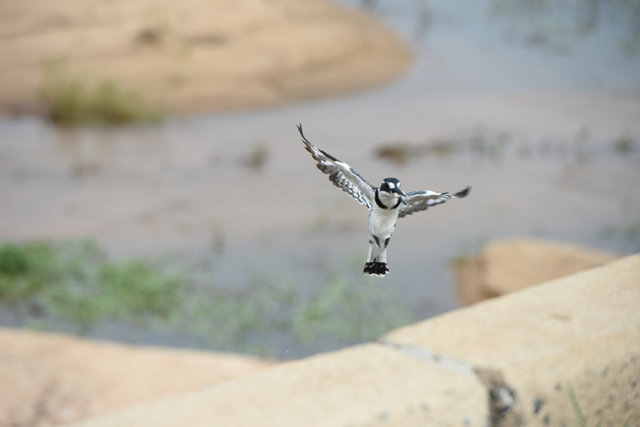 9Pied Kingfisher (9)