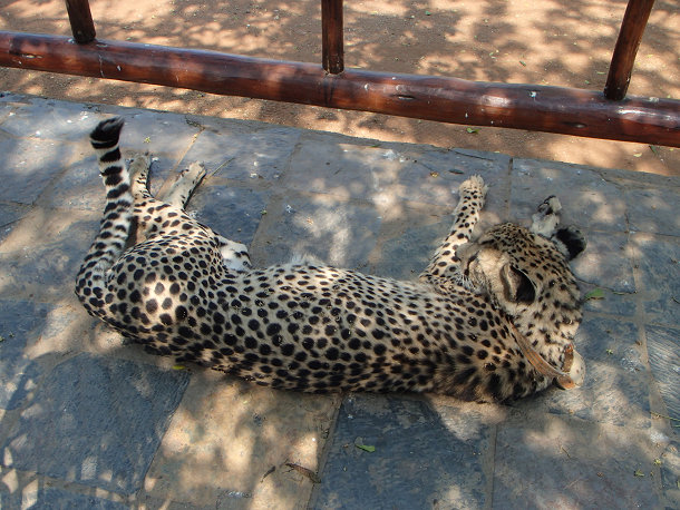 チーター (10)