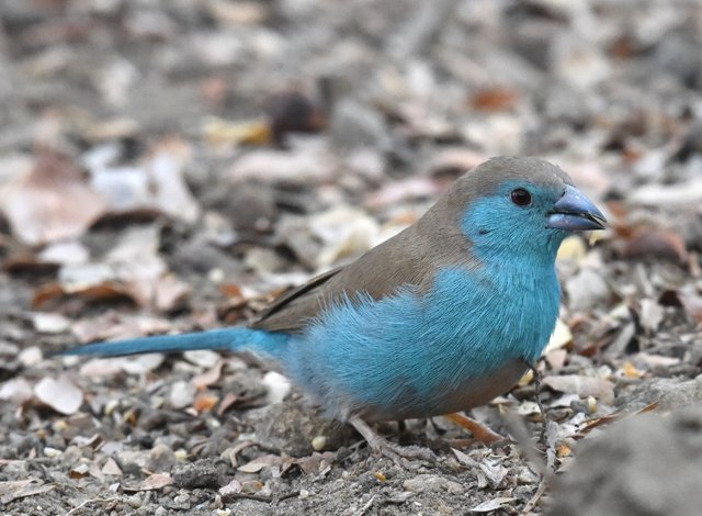 15 Blue waxbill (4)