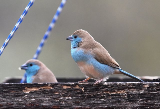 15 Blue waxbill (2)