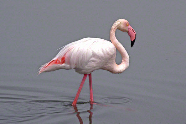 Walvis_04_fs