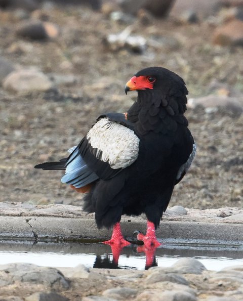 9Bateleur 1 (3)