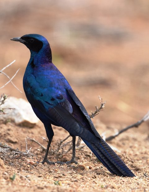 30 Meves Starling (2)