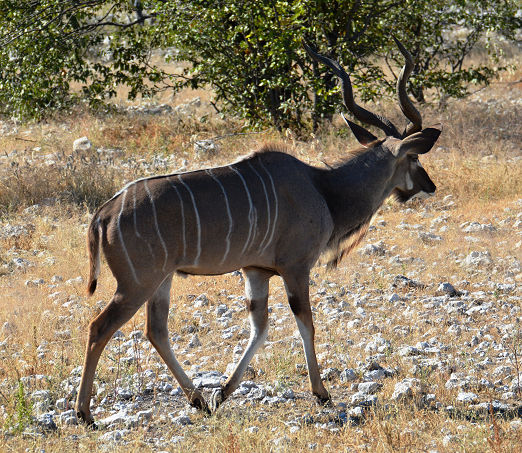 1Kudu (9)