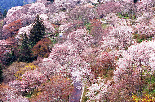 近鉄特急 桜 吉野