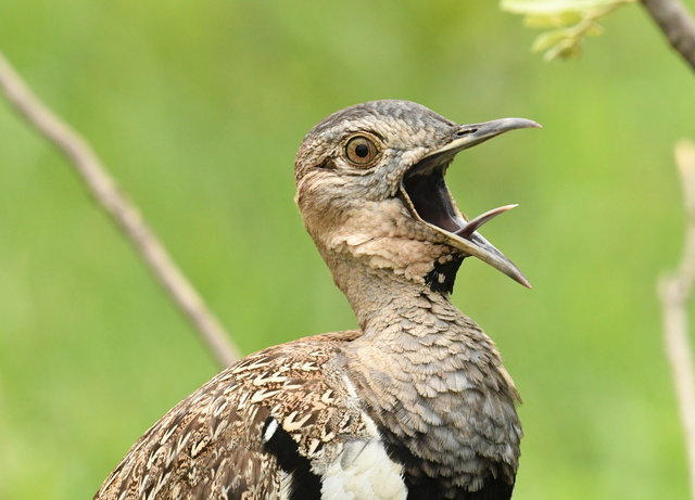 10Red-crested Korhaan (2)
