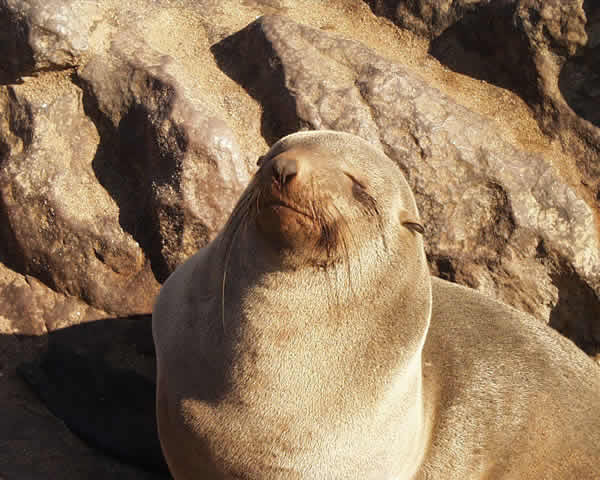 スワコプムンド Seal