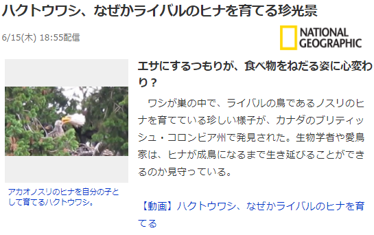 動物4 ハクトウワシ