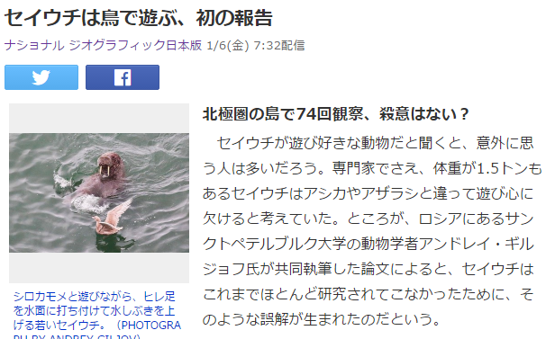 セイウチ
