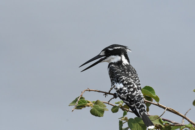 9Pied Kingfisher (7)
