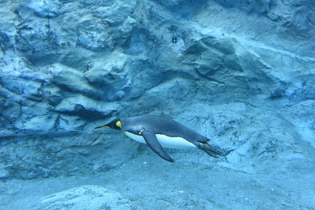 2日目ペンギン (6)s