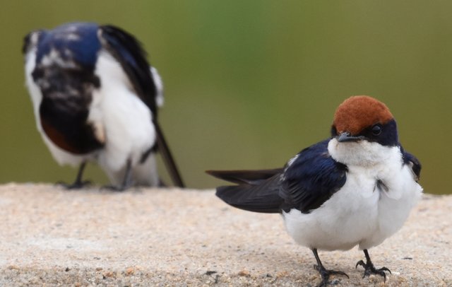 27Wire-tailed Swallow (2)