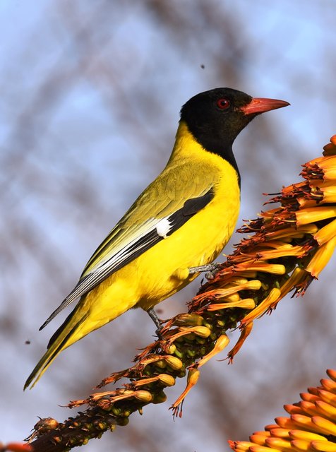 22Black-Headed Oriole (1)