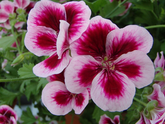 P5210156s