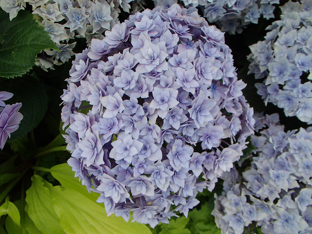 P5210160s