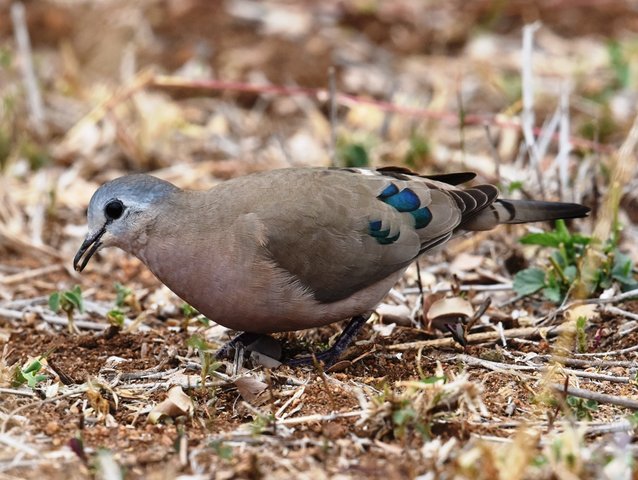 18鳩