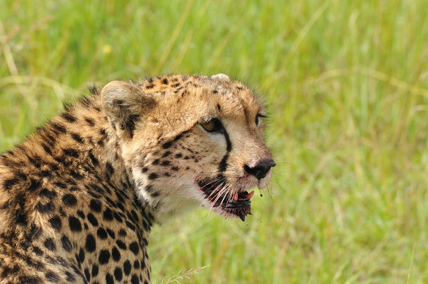 チーター (16)s