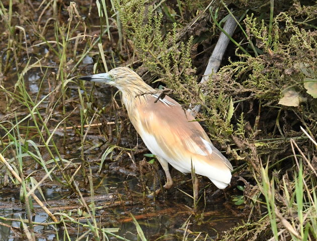 17Squacco Heron