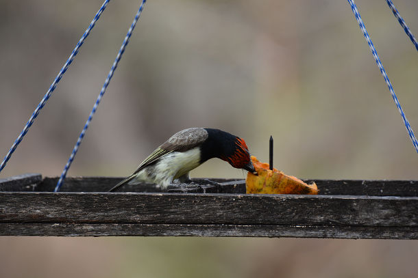 DSC_3633s