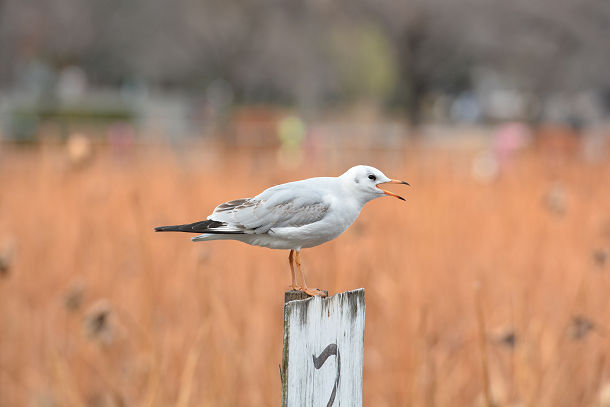 DSC_3026s