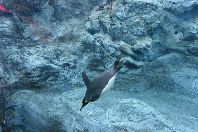 2日目ペンギン (5)s