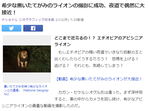 動物ネタ1 ライオン