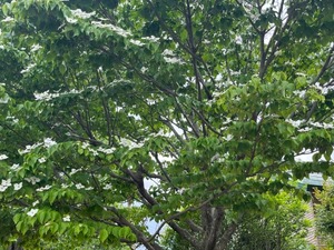 batch_IMG_2939