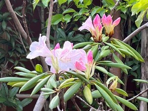 batch_IMG_2768