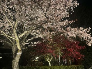 batch_IMG_2725