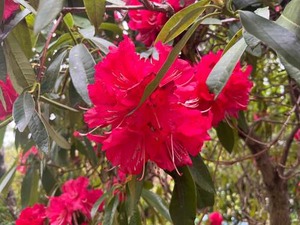 batch_IMG_2795