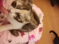プンスカ