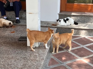 batch_IMG_4118