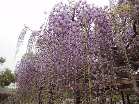 藤の花