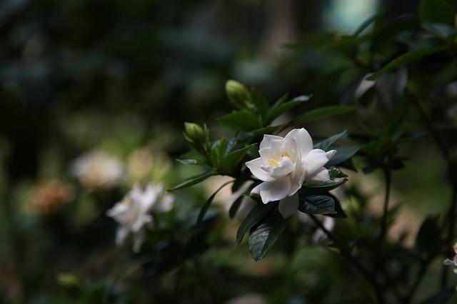 gardenia-3520314_640