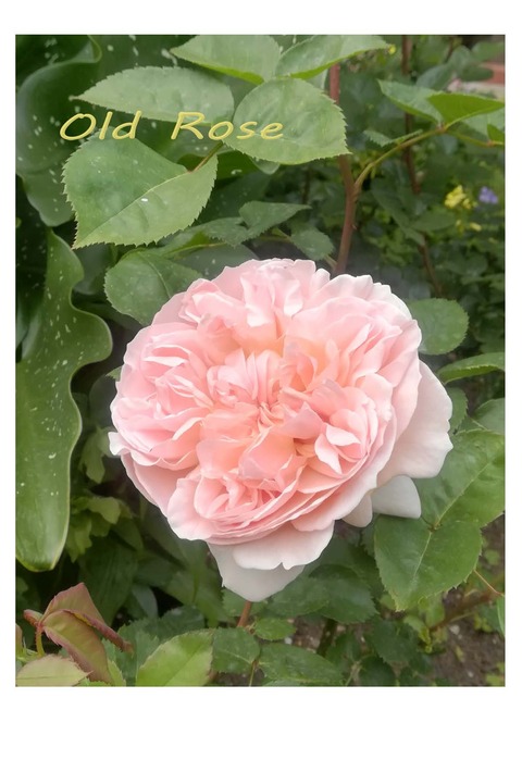 20210430_oldrose
