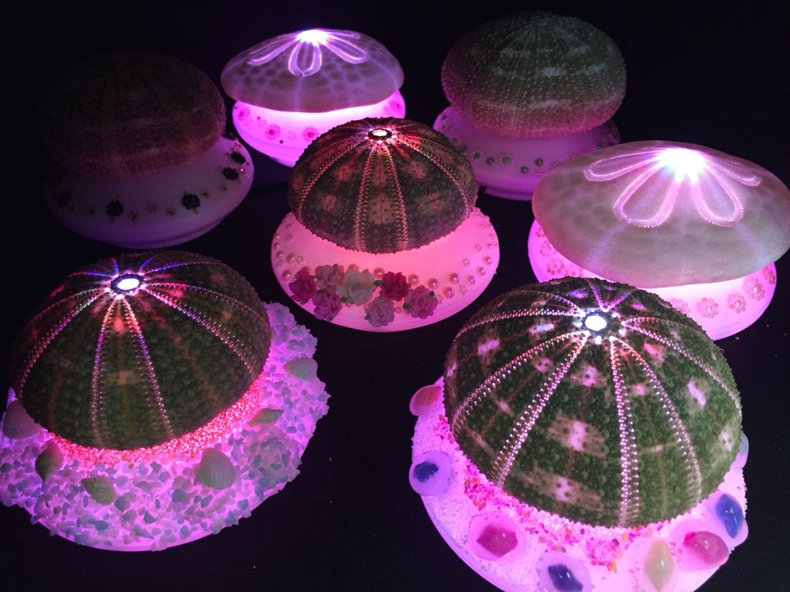 うにランプ 湯河原温泉ふきや 若女将のブログ