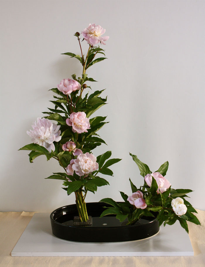 芍薬 華道未生真流 悠月庵