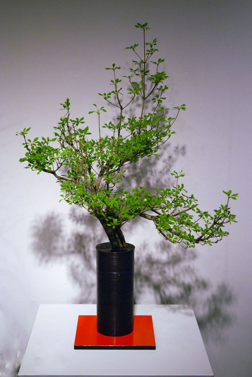 ドウダンツツジ : 華道未生真流 悠月庵 ドウダンツツジ : 華道未生真流 悠月庵