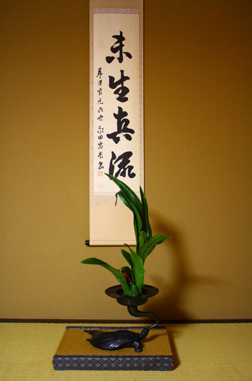 オモト 大宗観 華道未生真流 悠月庵 オモト 大宗観 華道未生真流 悠月庵