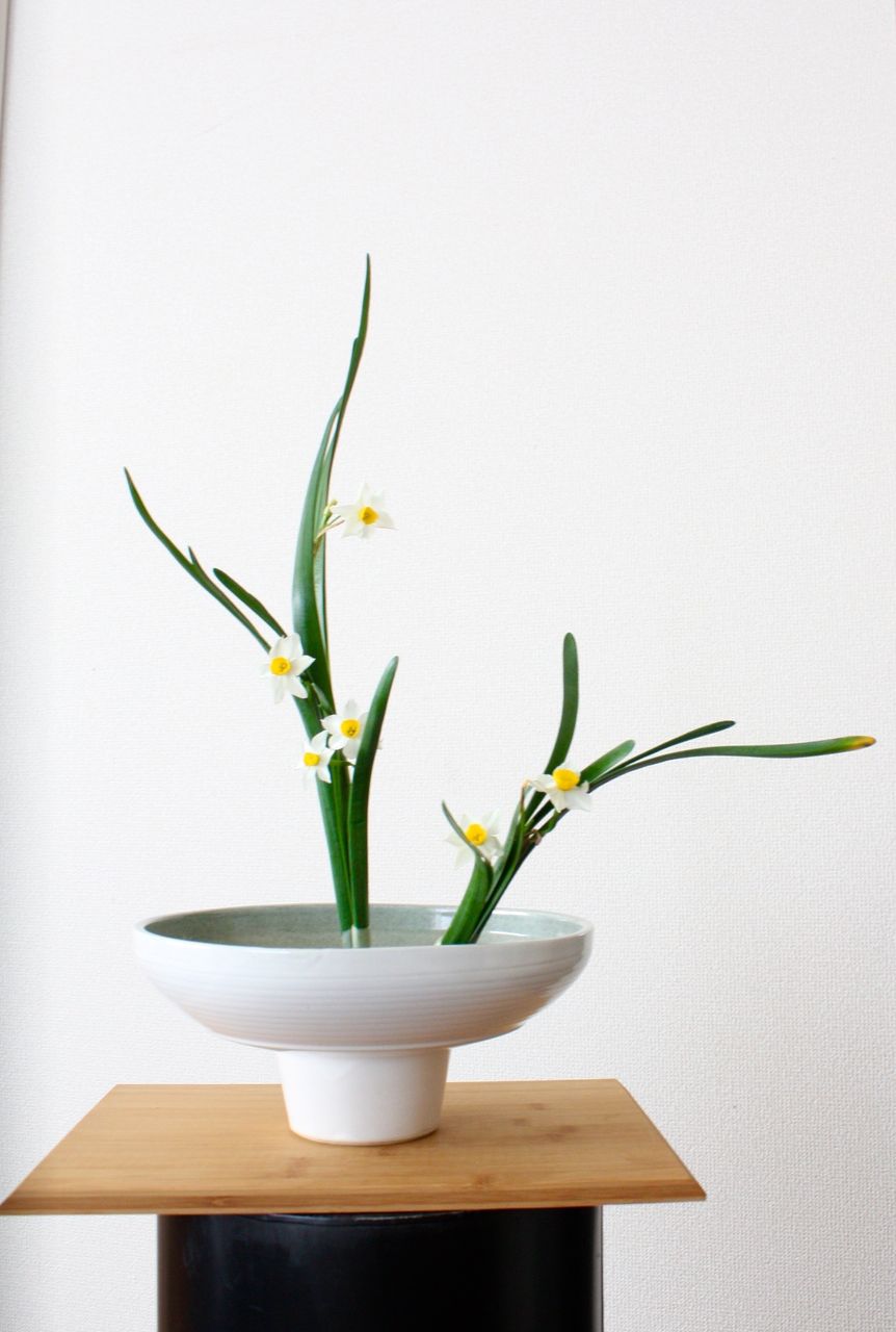 日本水仙 華道未生真流 悠月庵