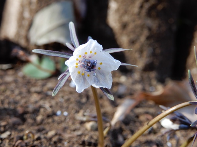 C.セツブンソウ 緑化 5花 セツブンソウ｜🍀GreenSnap（グリーンスナップ）