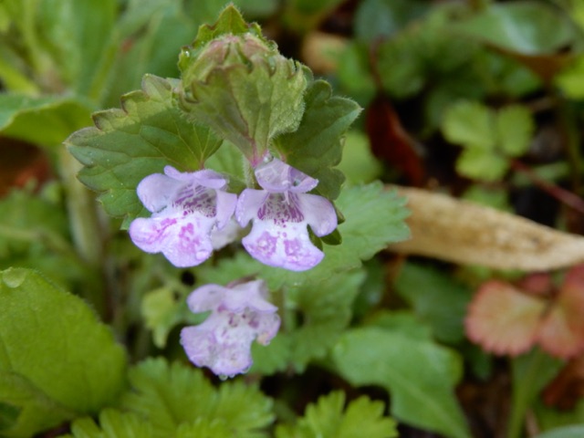 カタクリ満開 青闇色の
