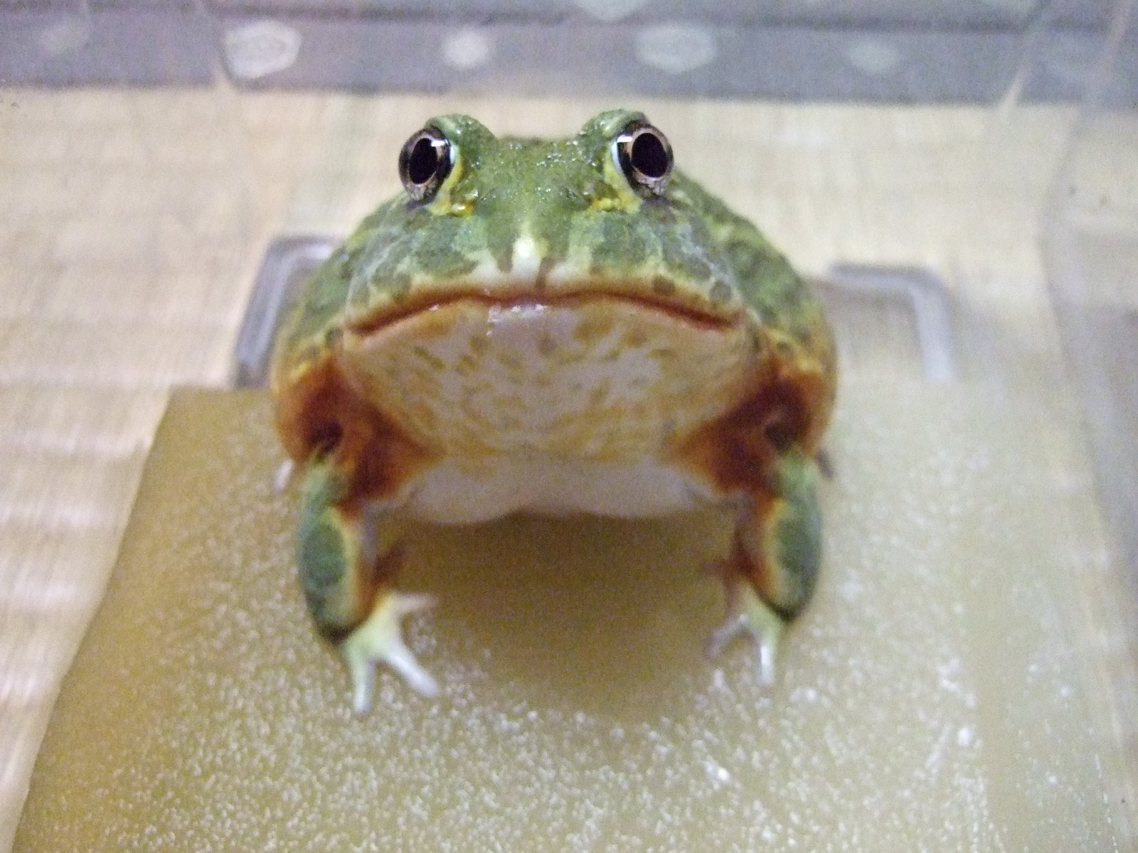 うっしぃとマツケン バジェットフロッグとの日々