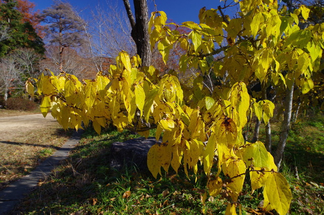 IMGP0159