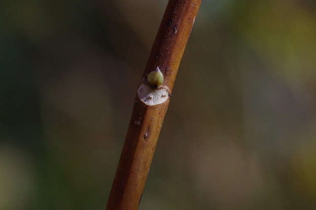 IMGP0244